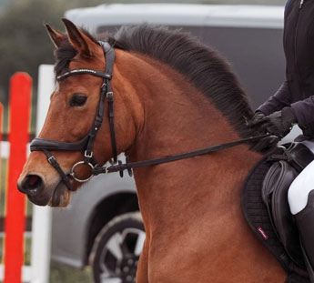 Jument New Forest de 11 ans