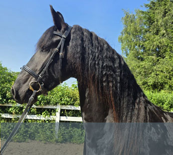 Jument frison de 3 ans