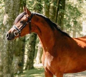 Ponette Welsh de 4 ans