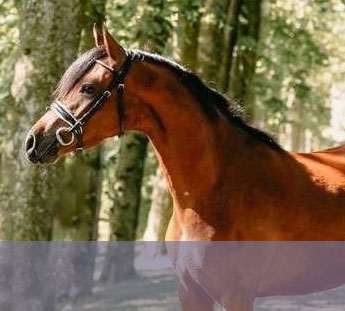 Ponette Welsh de 4 ans