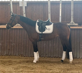 7-jähriger Hanoveranerwallach