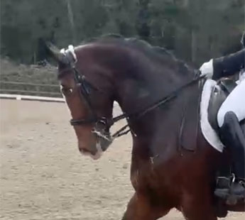 Deutsches Reitpony