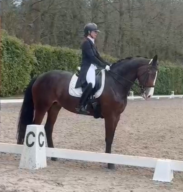 KWPN Stute Oscar x Gribaldi 600