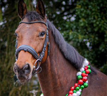 Ponette Welsh de 4 ans