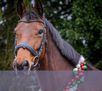 4,5-jährige KWPN-Stute