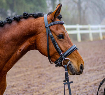 Ponette Welsh de 4 ans