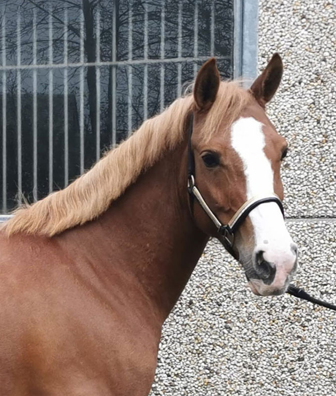 Verkaufspferde: 7-jährige Sport-Pony-Stute