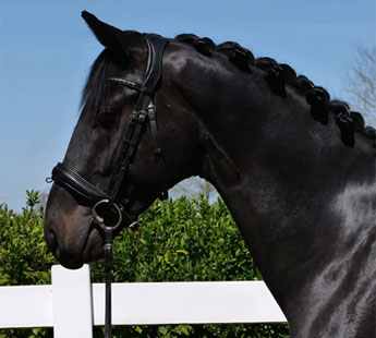 Ponette Welsh de 4 ans