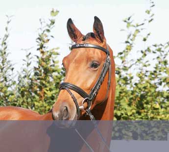 6-jährige KWPN-stute